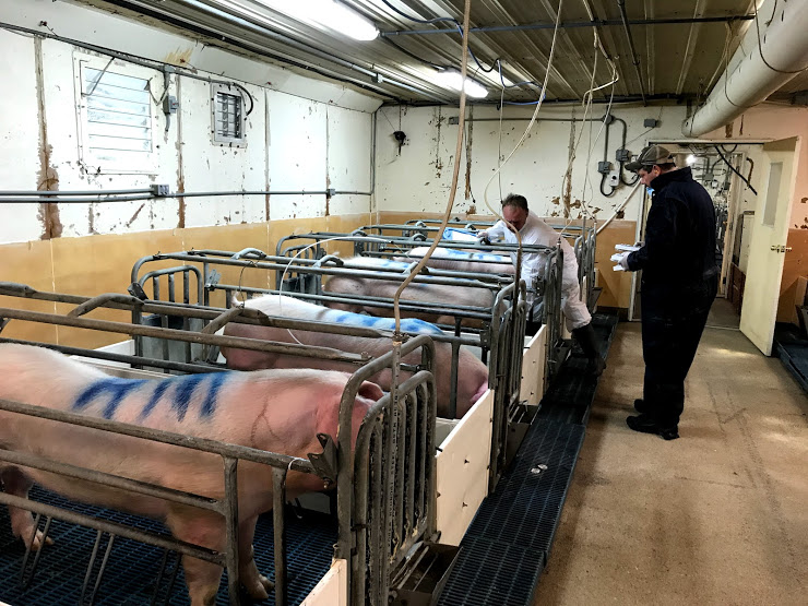 man examining boar in barn